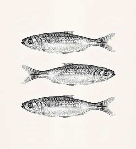 Realistic drawing of a sardine using the stippling technique