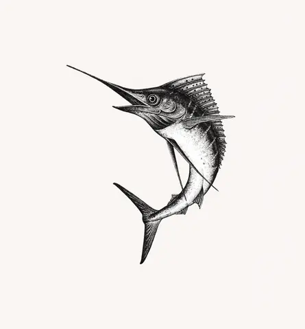 Detailed stippling ink drawing of an Atlantic sailfish, with extended bill and large sail-like dorsal fin. Black and white stippling illustration of a fast ocean fish.