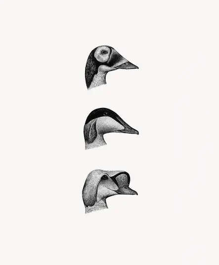Stippling ink drawing of eiders — hand-drawn bird illustration series
