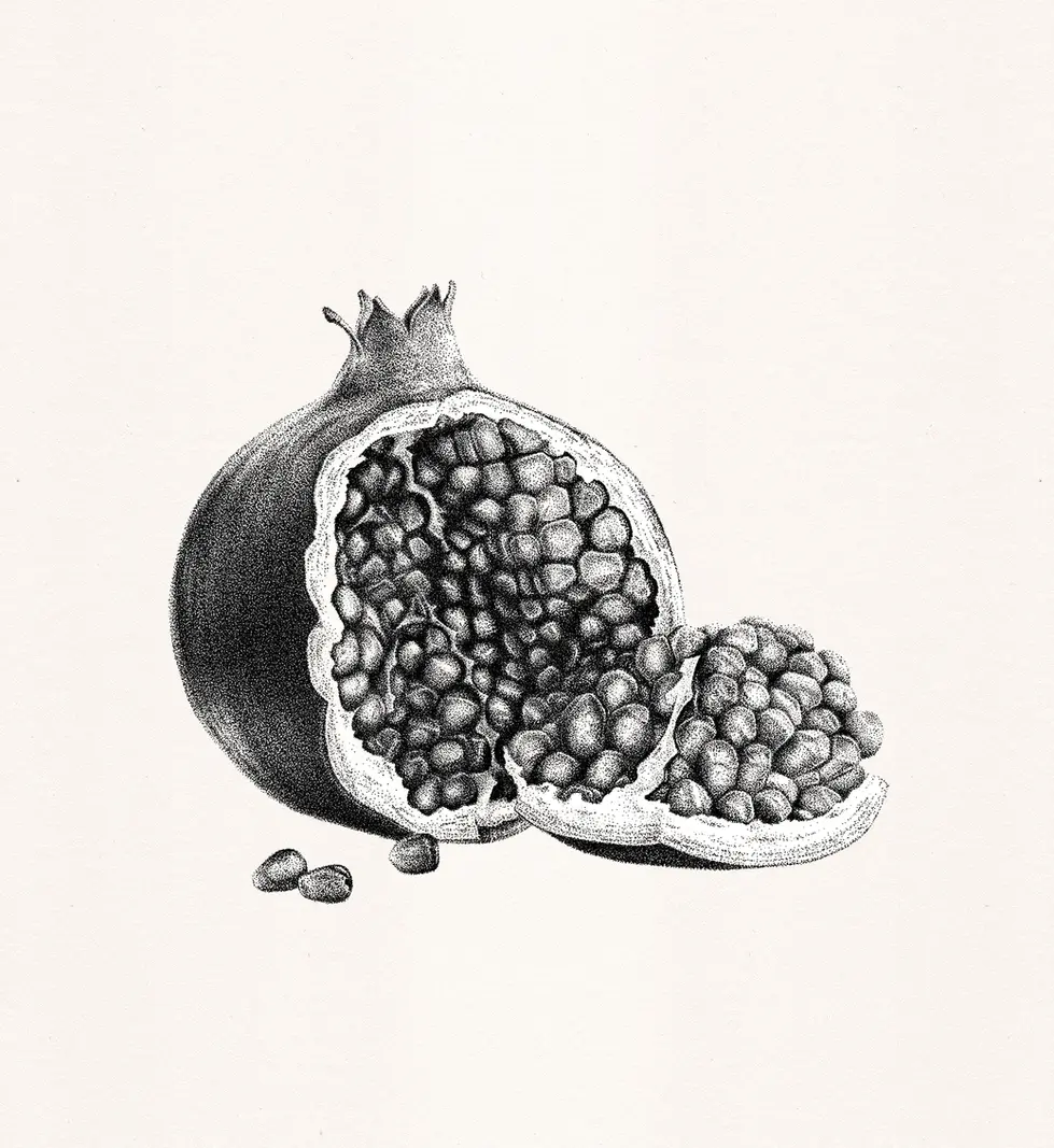 Realistic stippling pomegranate drawing