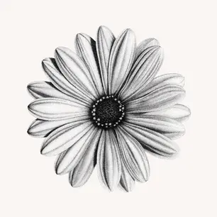Stippling ink drawing of a daisy flower by Mariana Pohrebelna