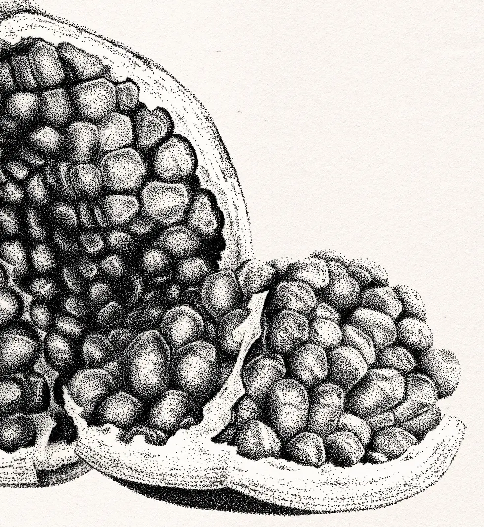 Realistic stippling pomegranate drawing close up