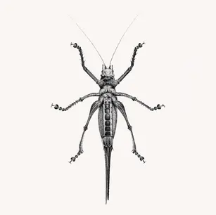 Hand-drawn detailed grasshopper drawing created with stippling technique by Mariana Pohrebelna.
