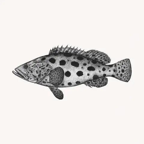 Stippling ink drawing of Potato Grouper - detailed marine life illustration