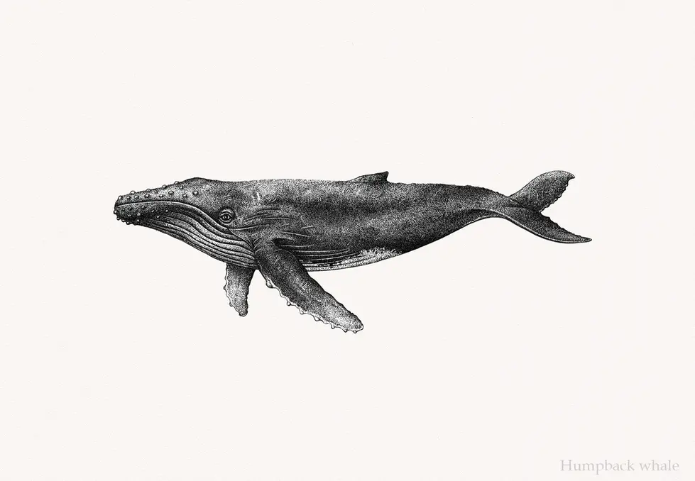 04 Humpback whale.webp