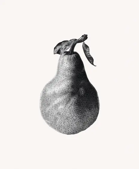 Pear stippling ink drawing by Mariana Pohrebelna - icon