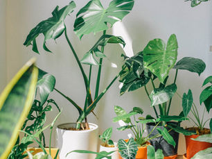 ５分でチャージ！頑張り過ぎのあなたが緑と触れ合うべき３つの理由