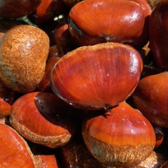 秋🍂栗🌰!