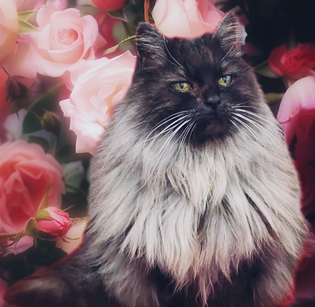 Lady Morticia BBT.png