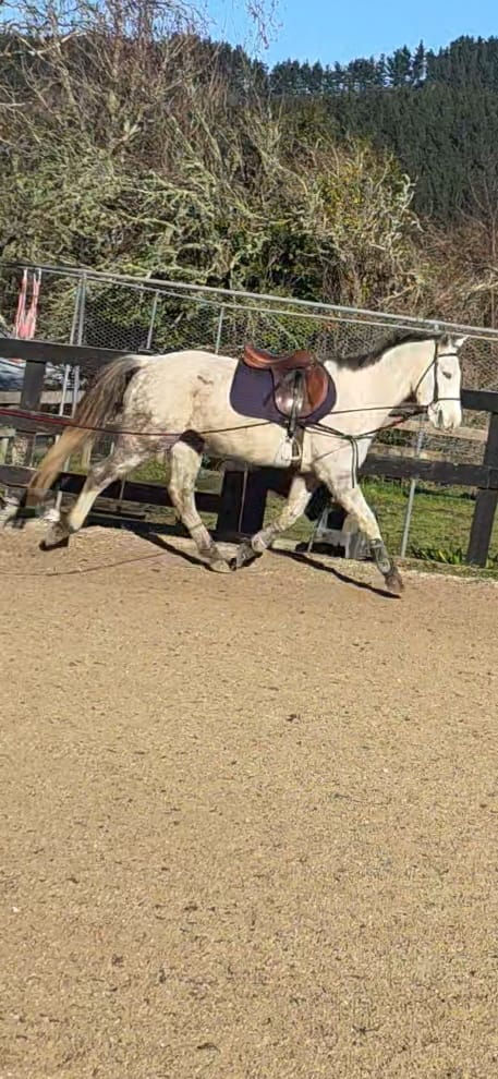 WakameLS_lunging