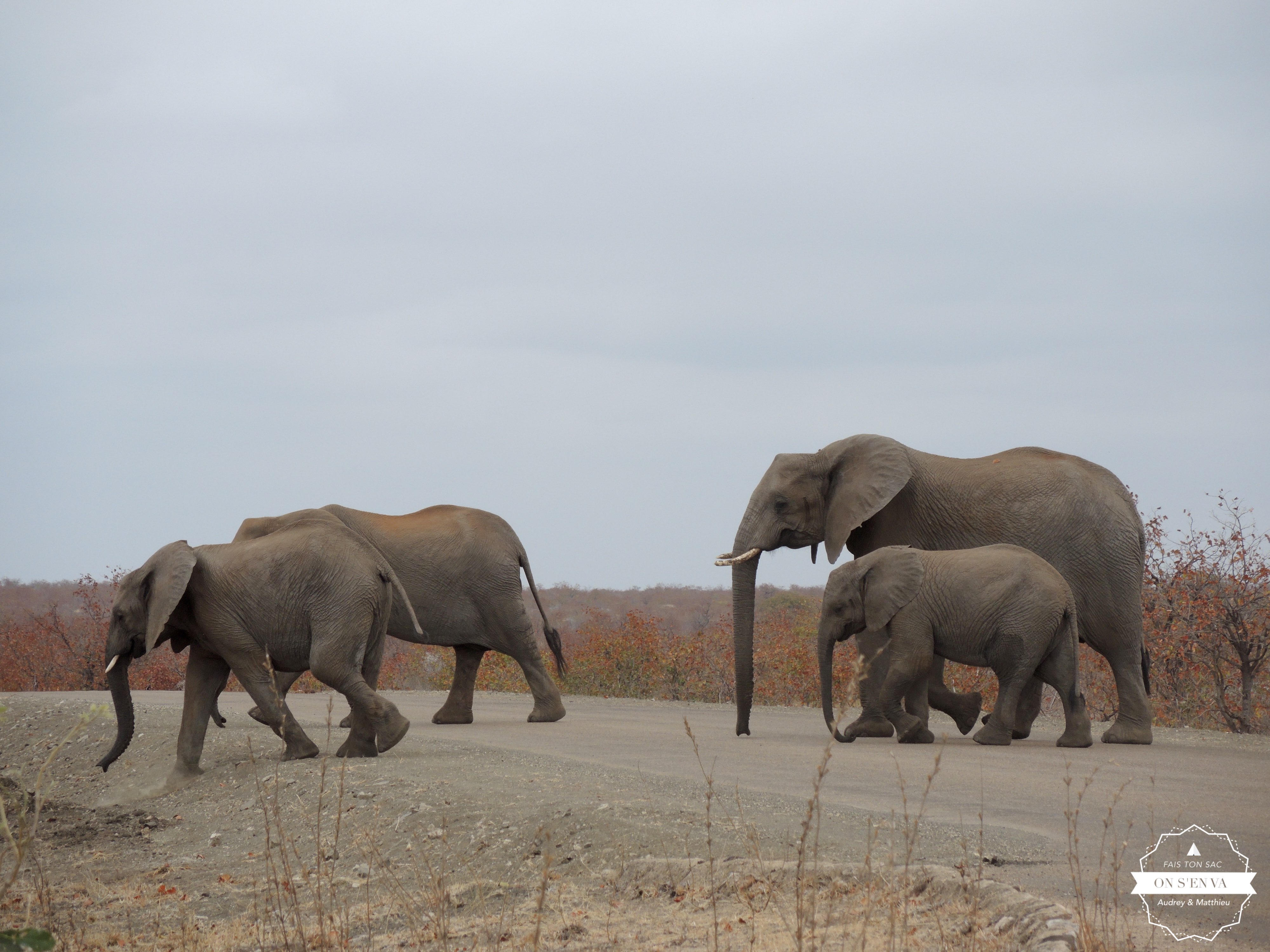 Normal, des éléphants traversent!