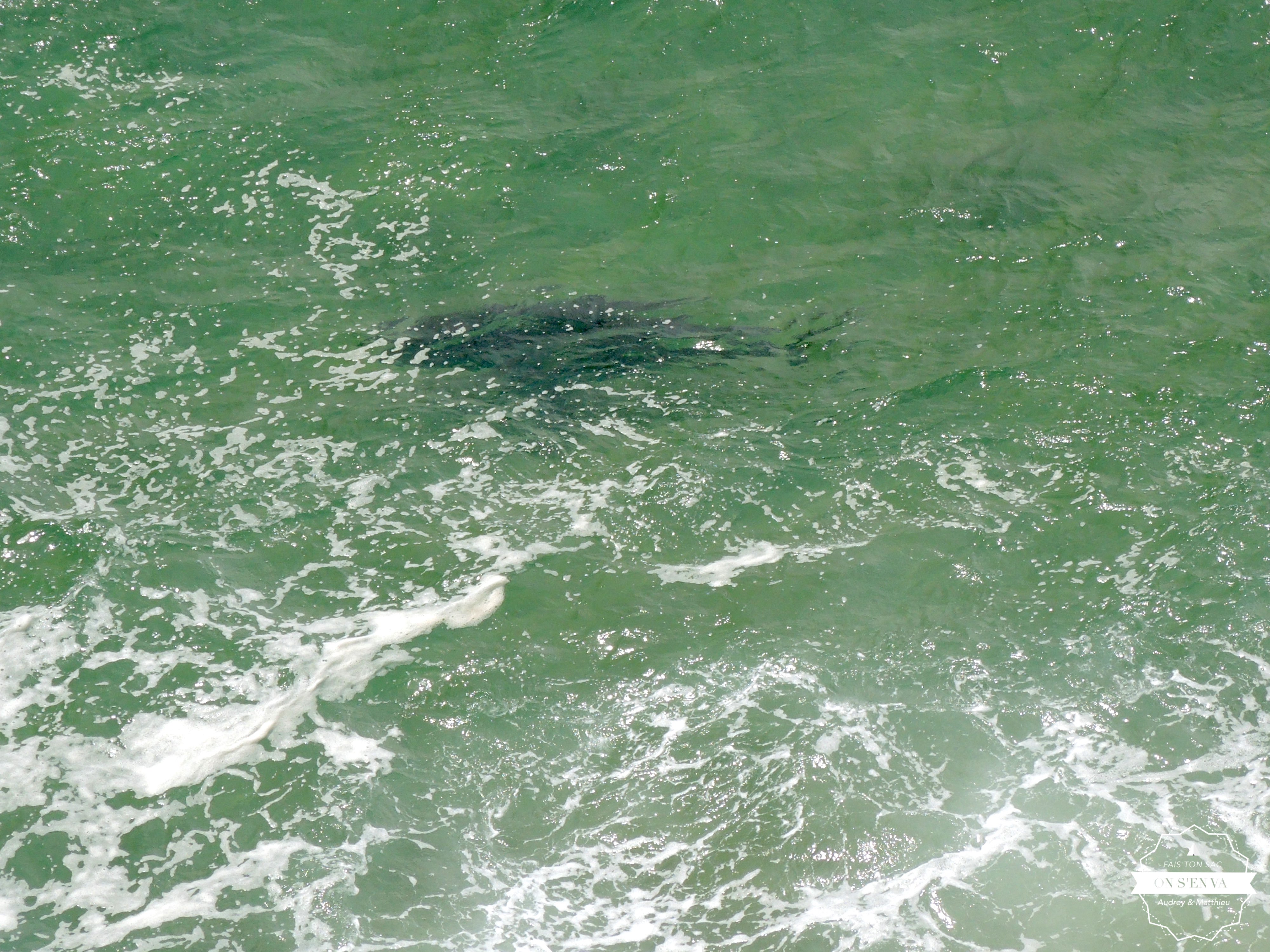 Un joli requin à quelques mètres