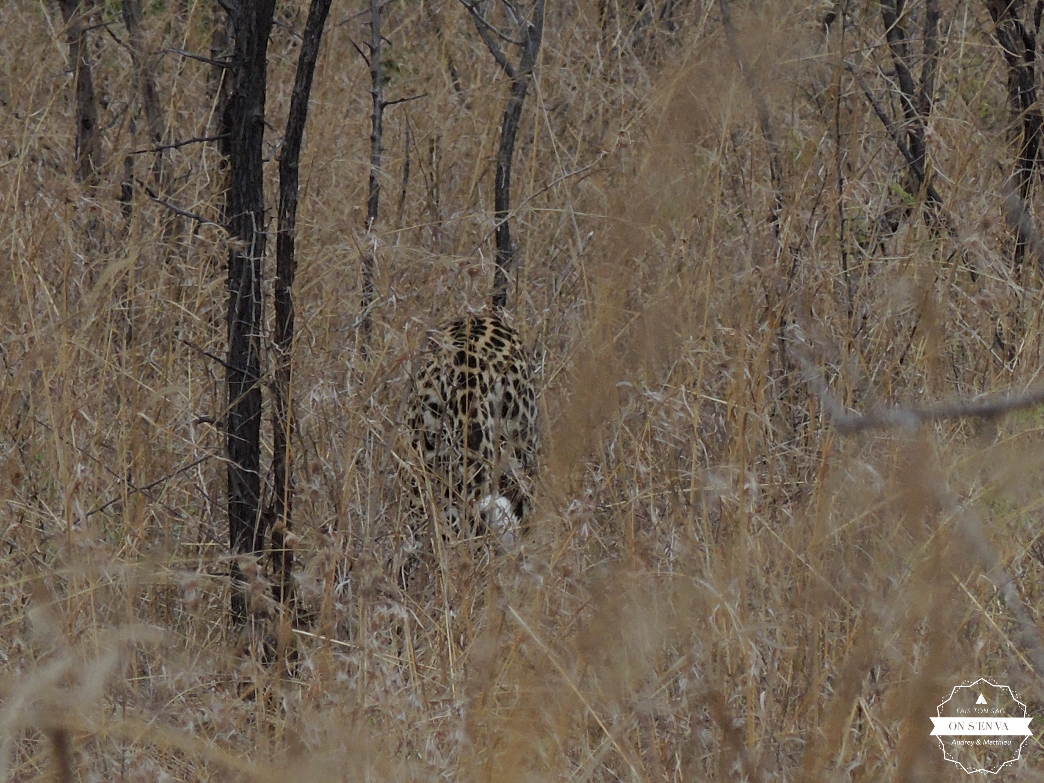 Le guépard du dernier kilomètre