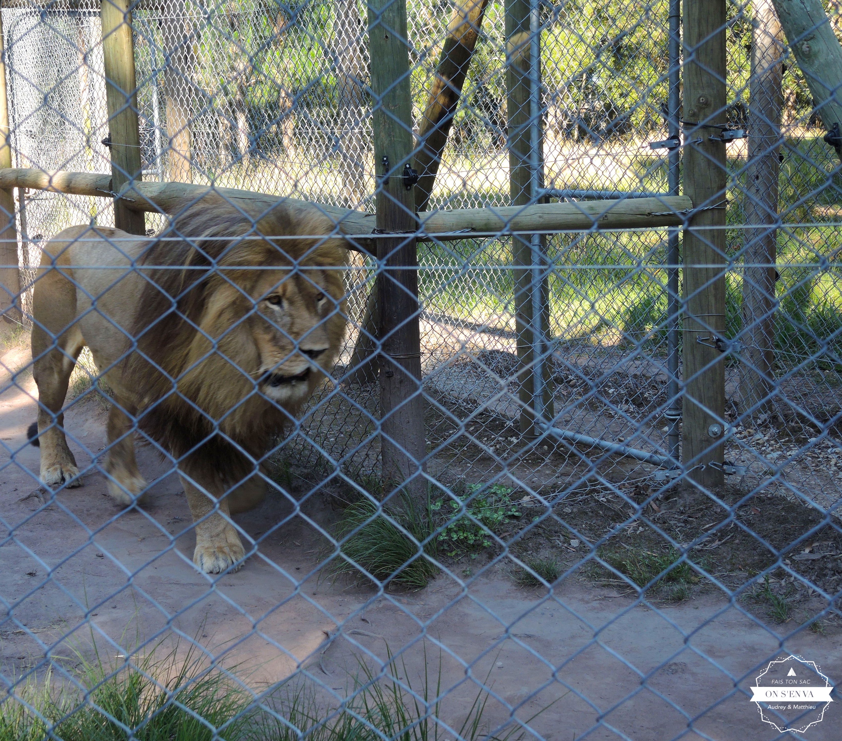 Comme un lion en cage...