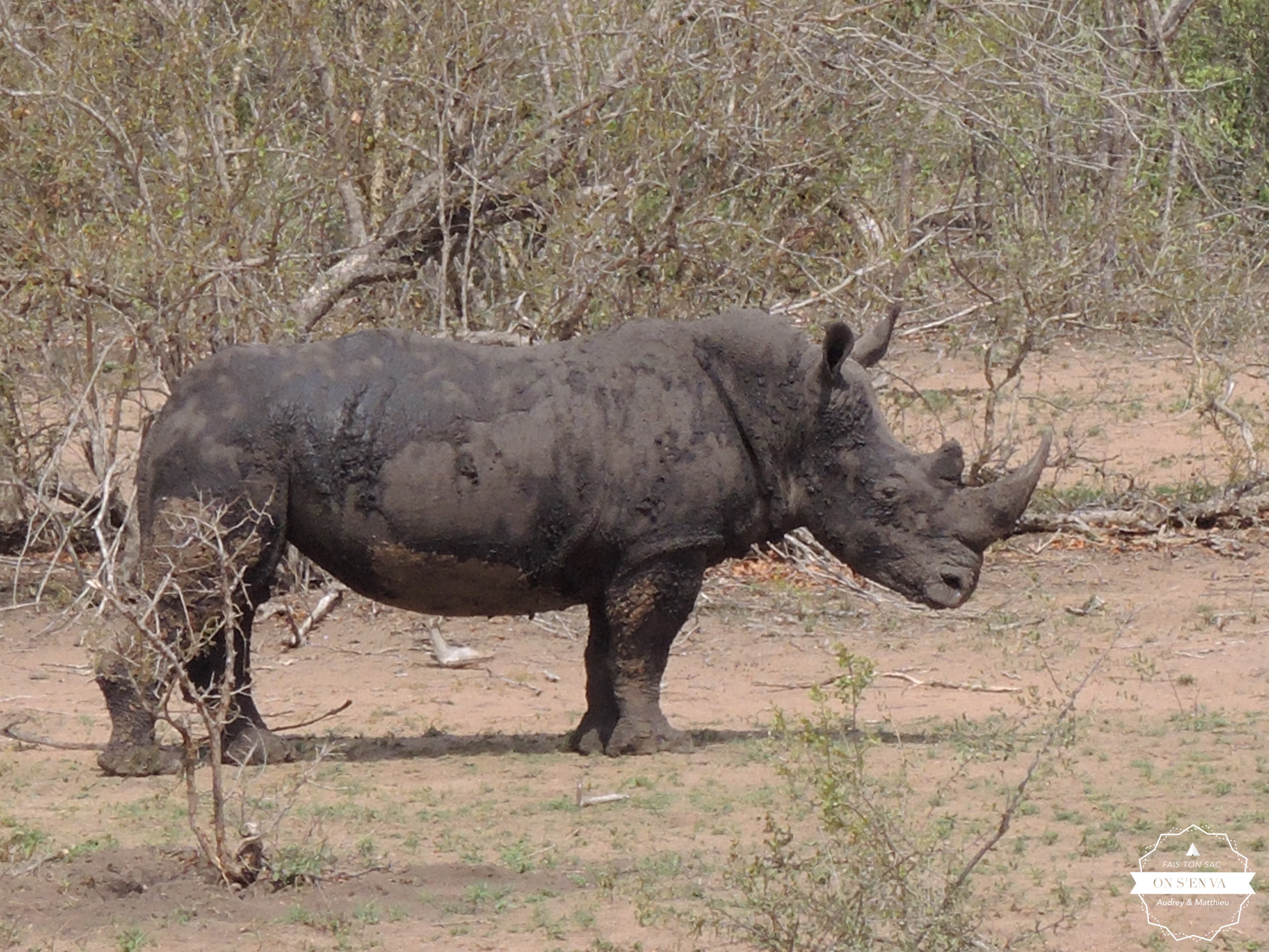 Papa rhino
