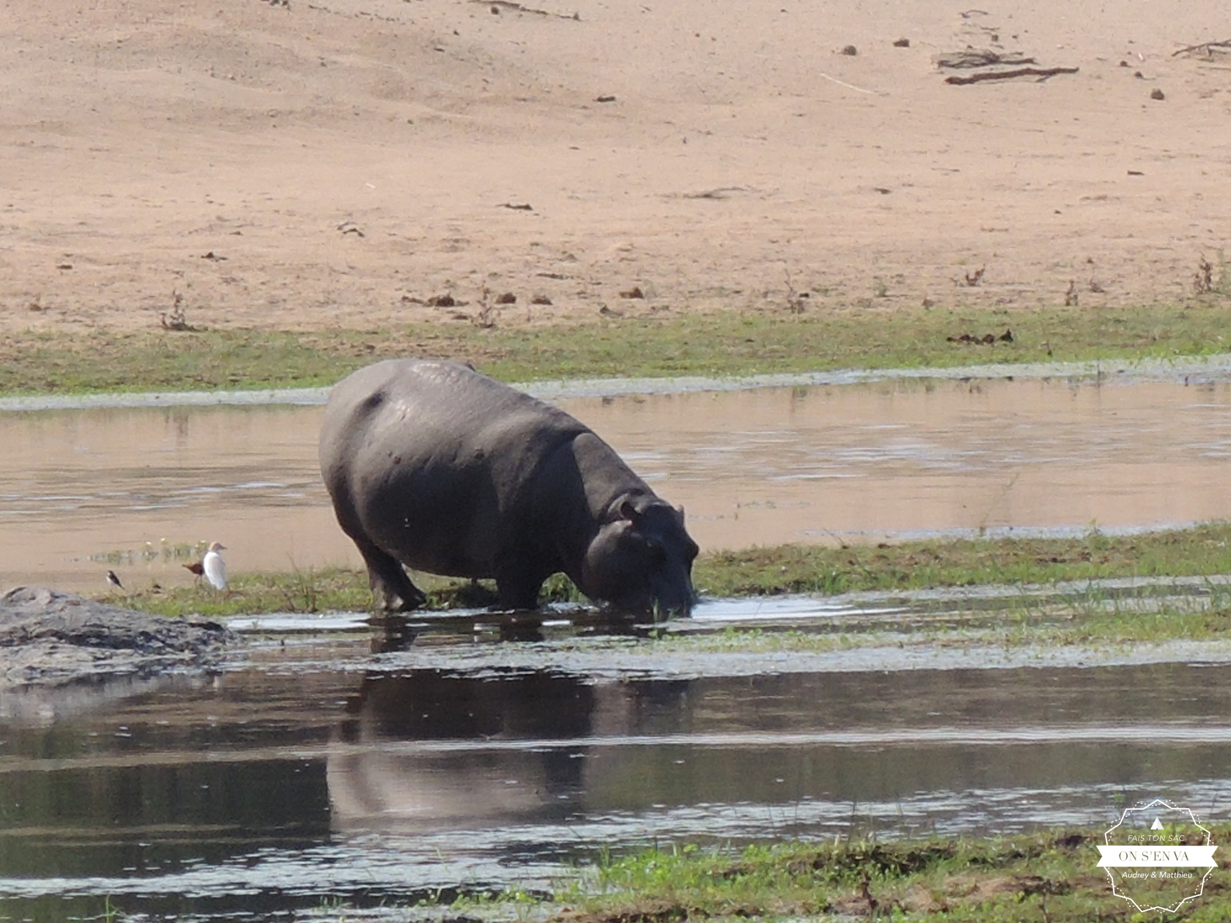 Un hippo hors de l'eau, enfin!