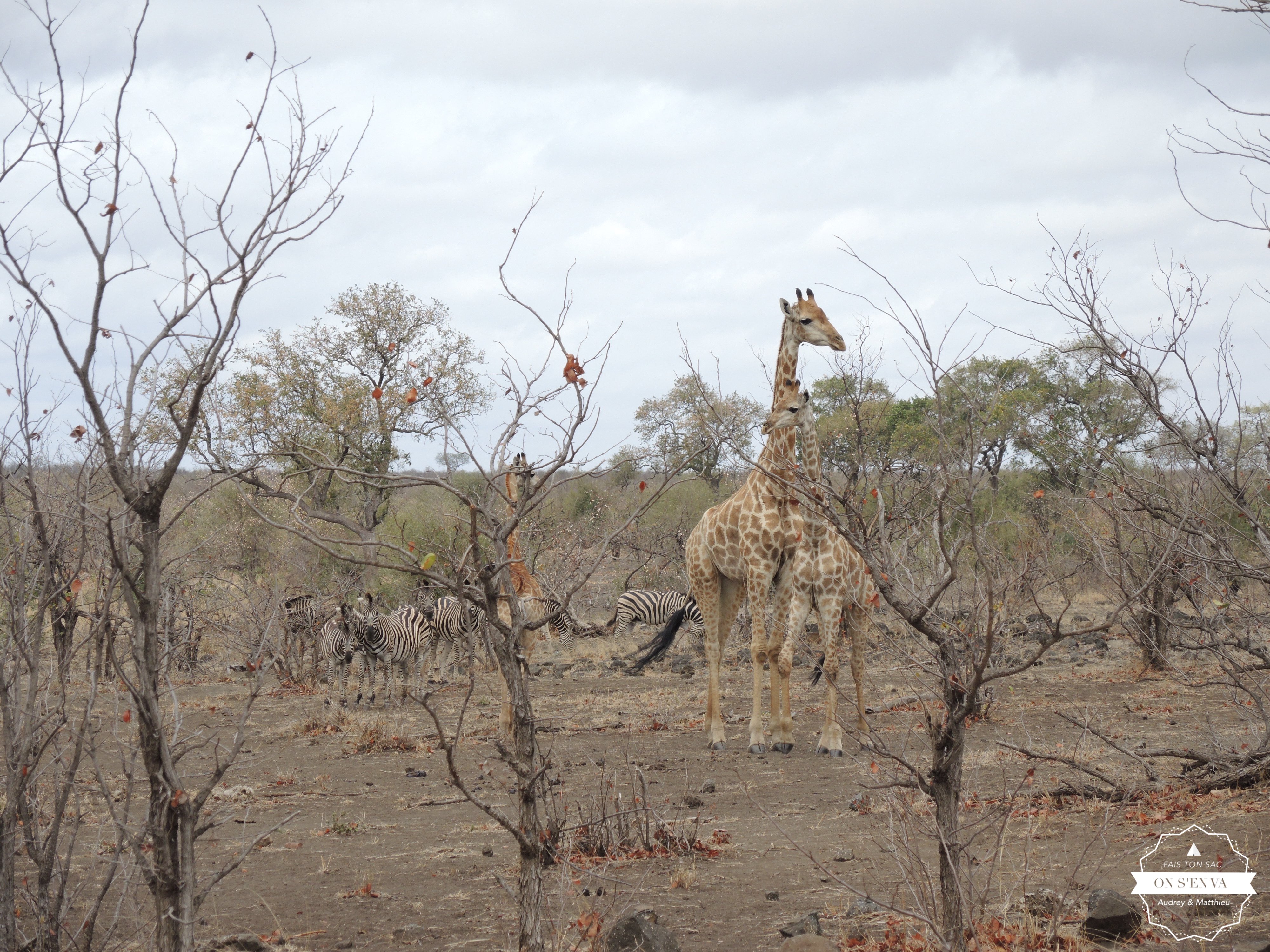 Des girafes bien sûr