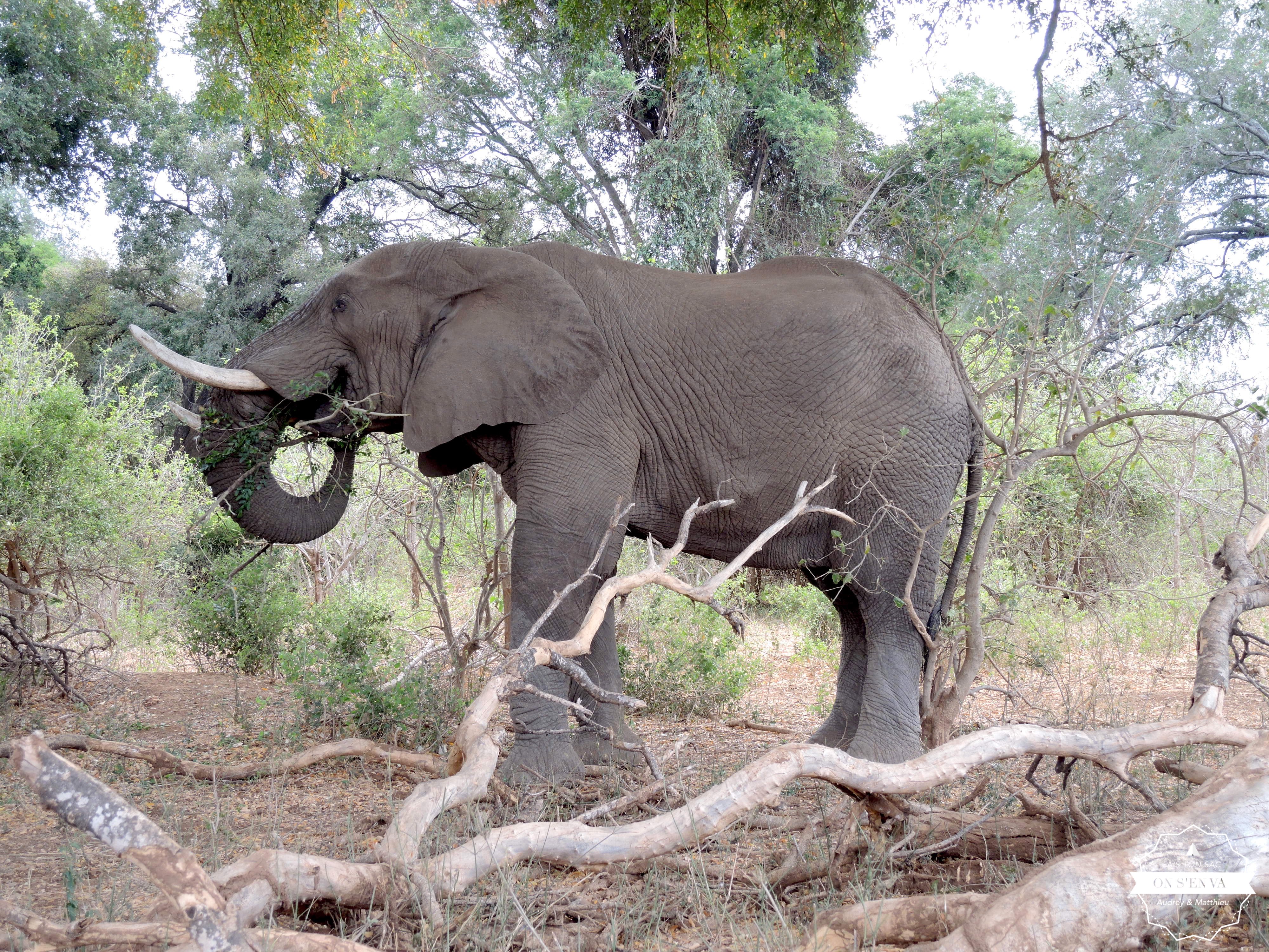Accueillis par un éléphant