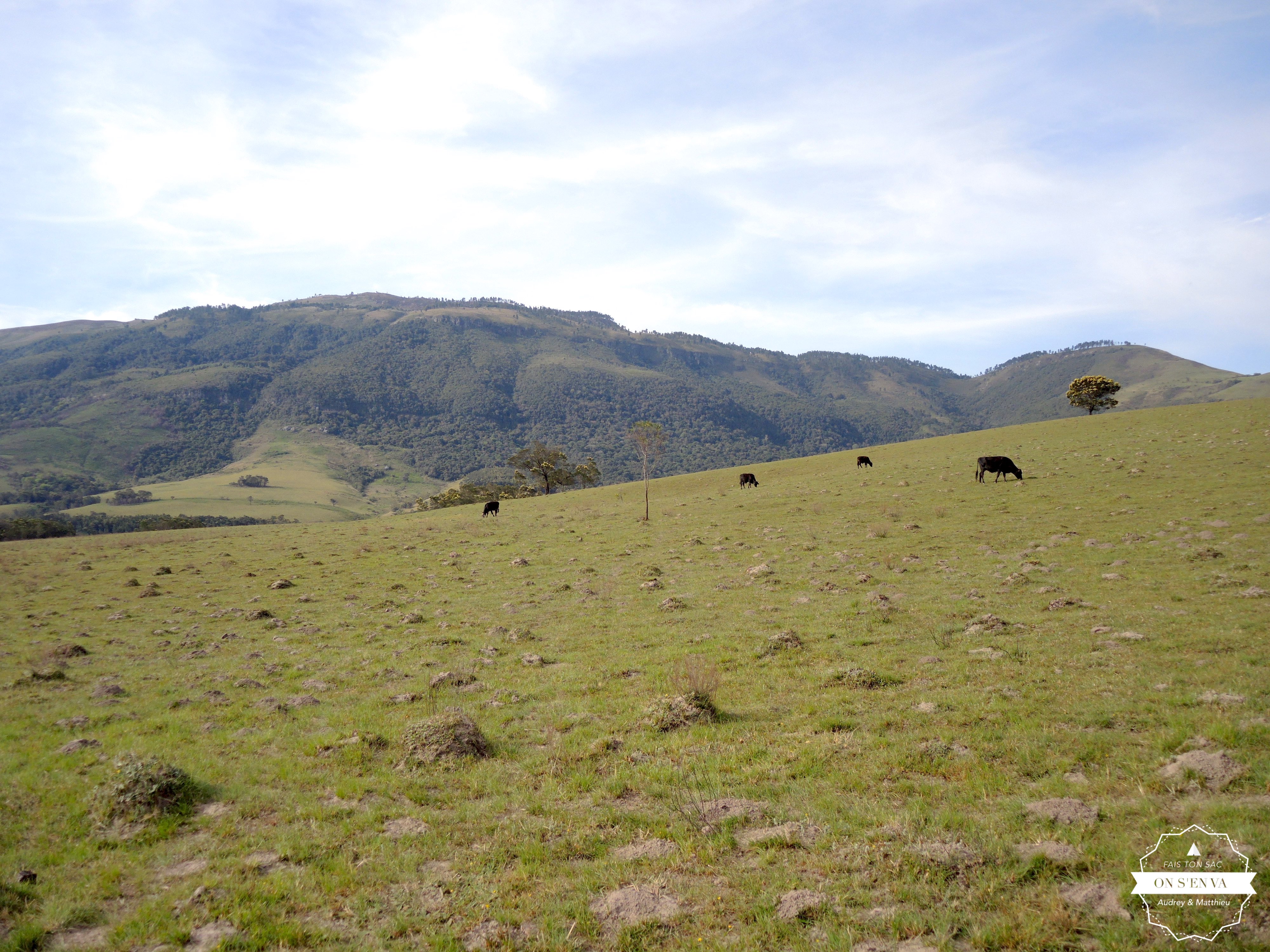 Randonnée avec les vaches