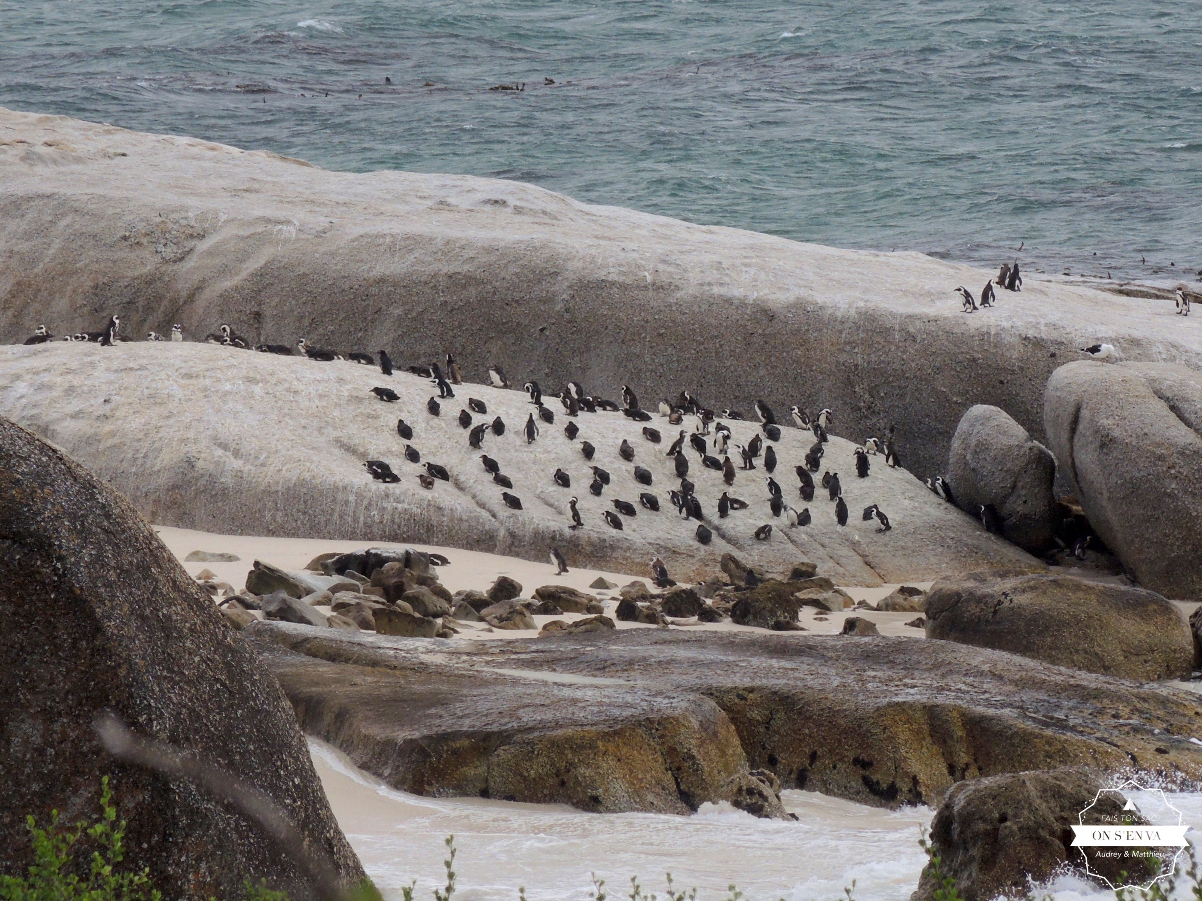 Pingouins à Simon's Town