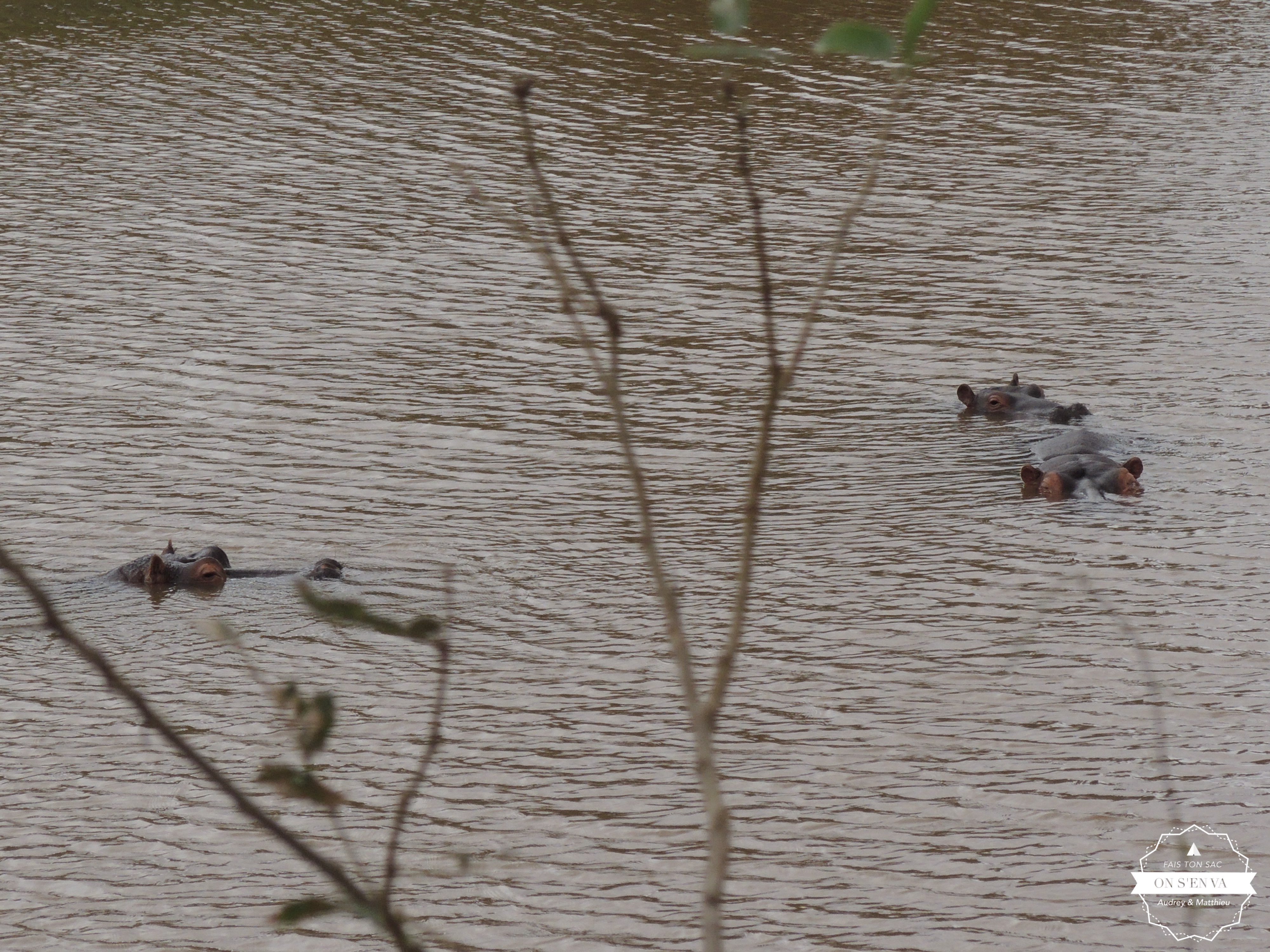 et des hippopotames
