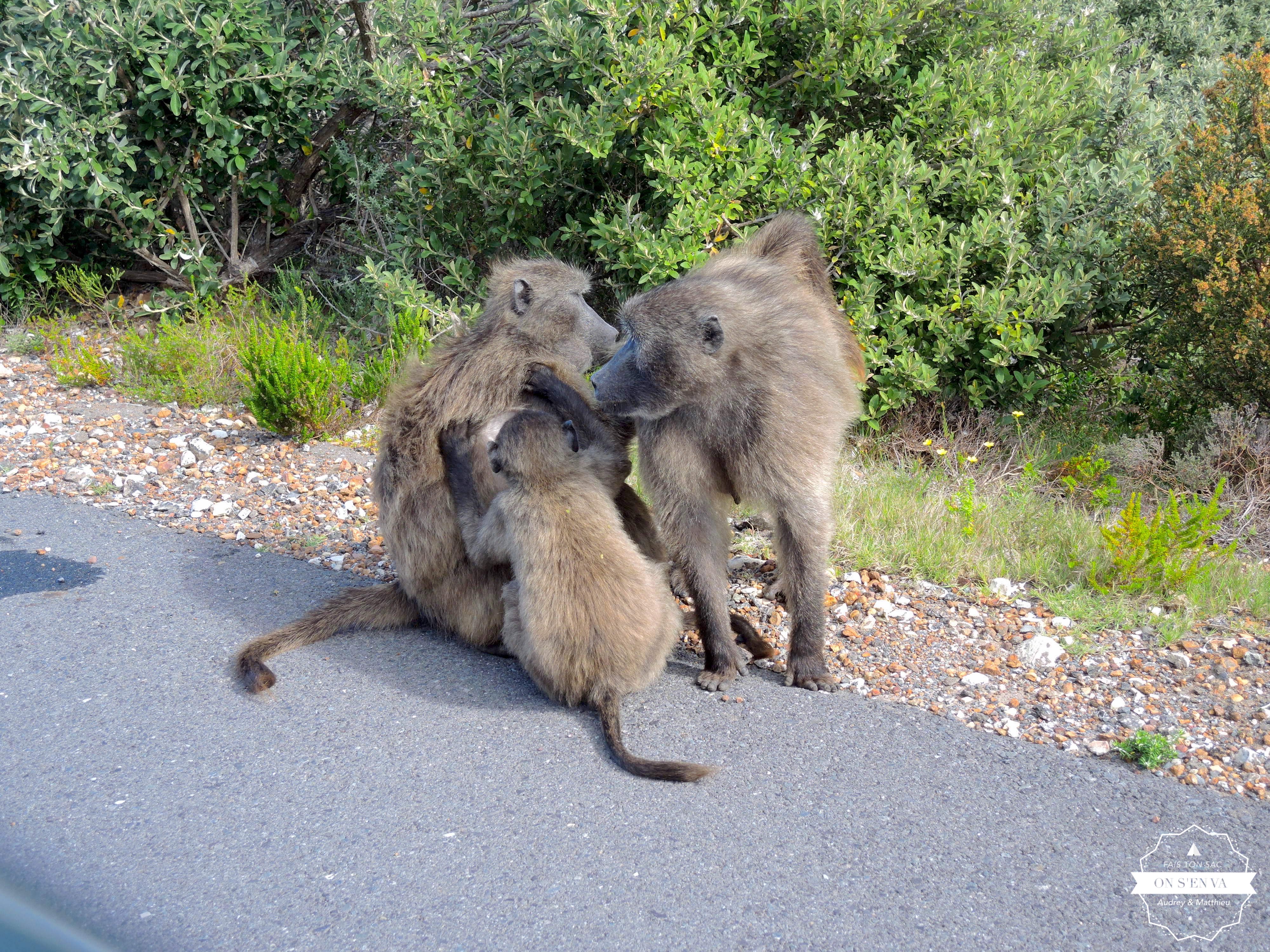 Les babouins sur la route...