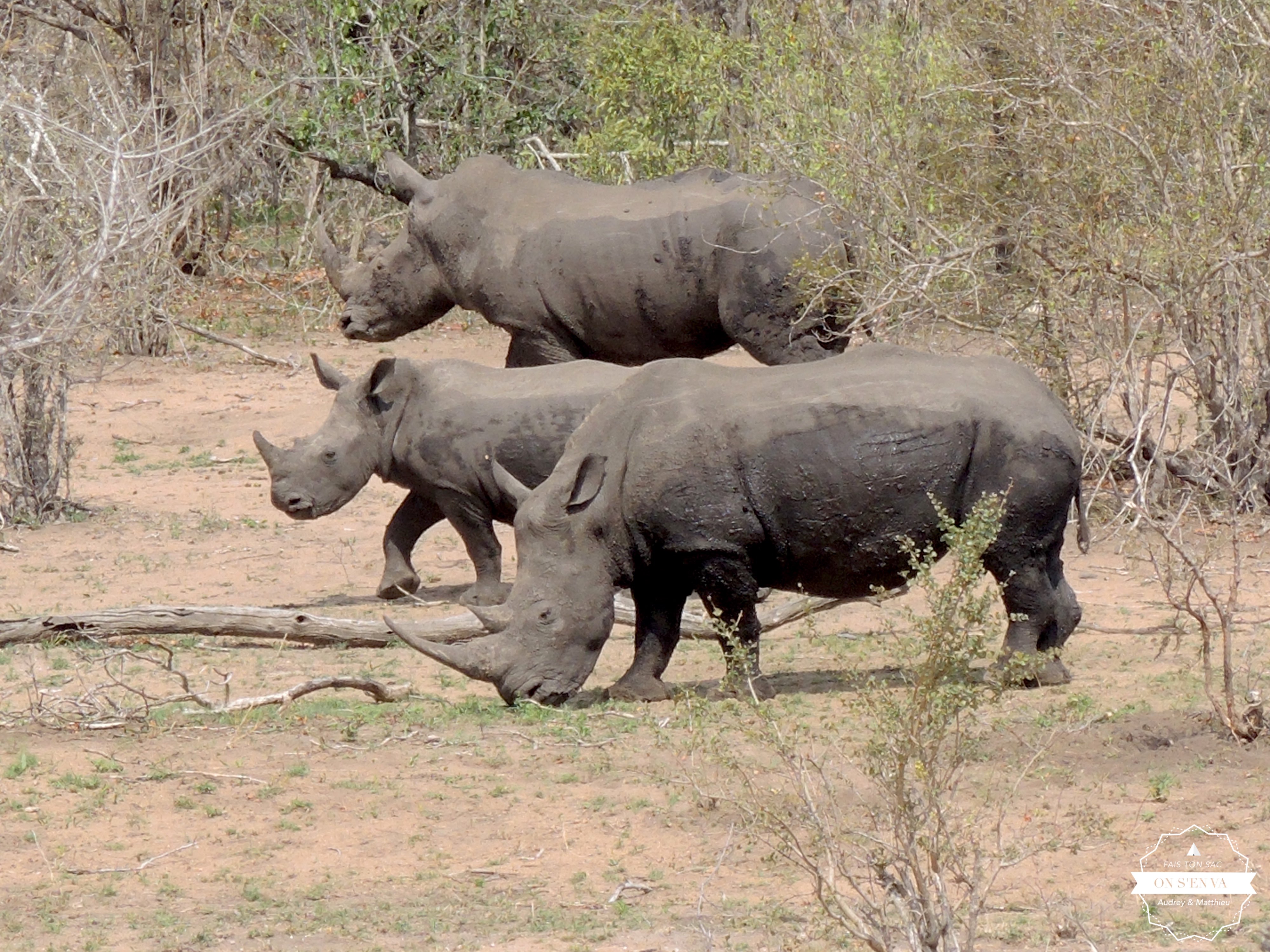 La famille rhino (blanc)