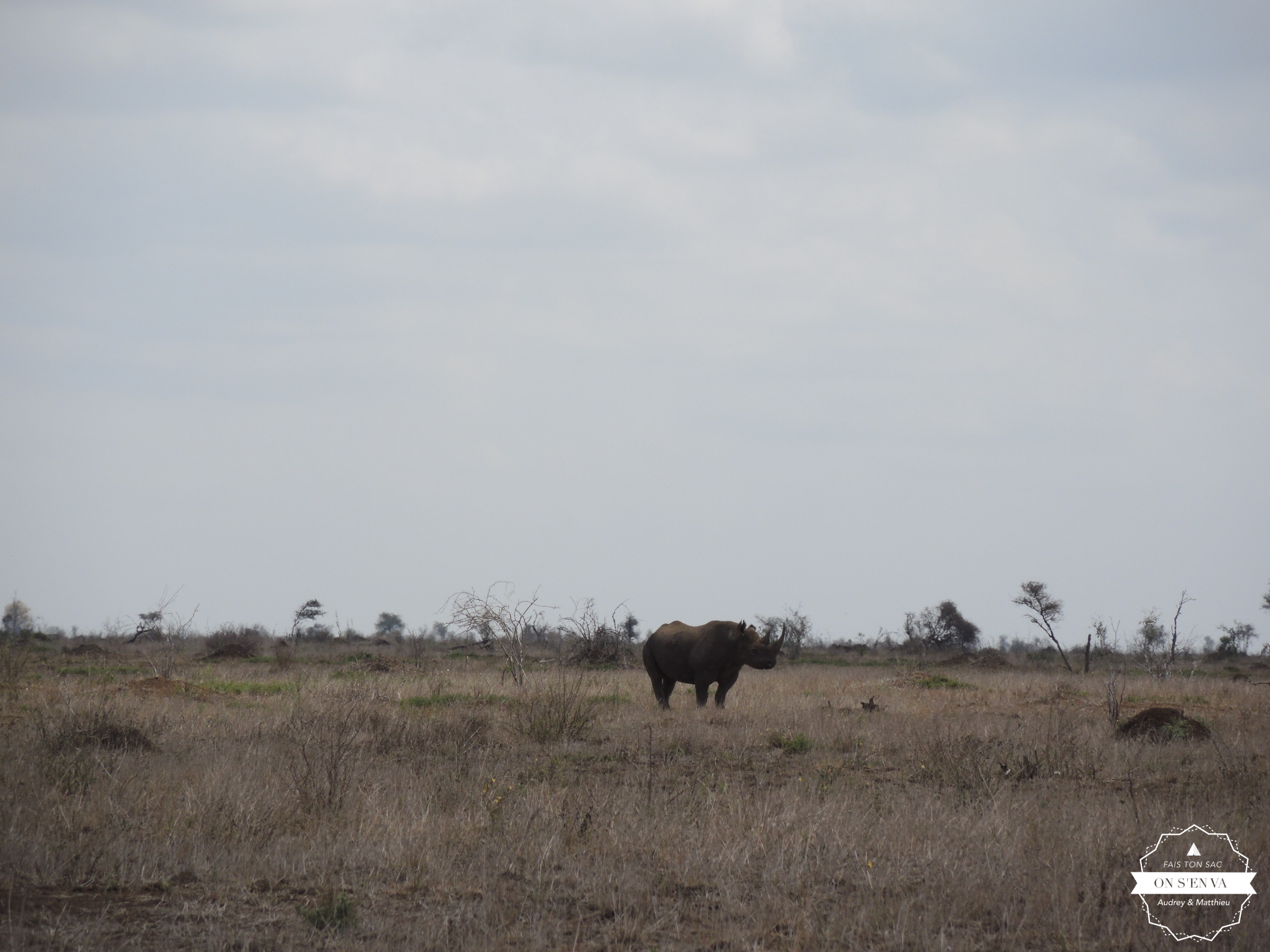 Et puis, LE rhinocéros noir au loin