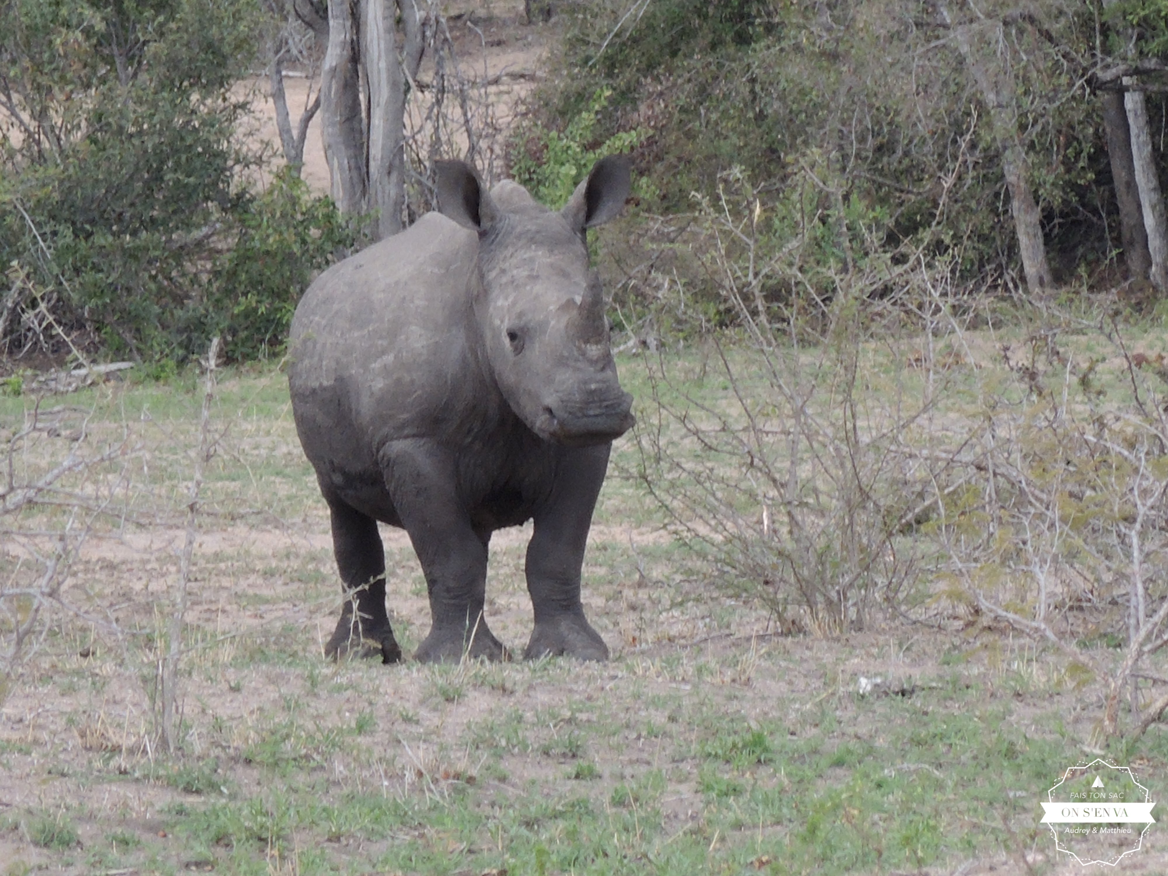 Bébé rhino