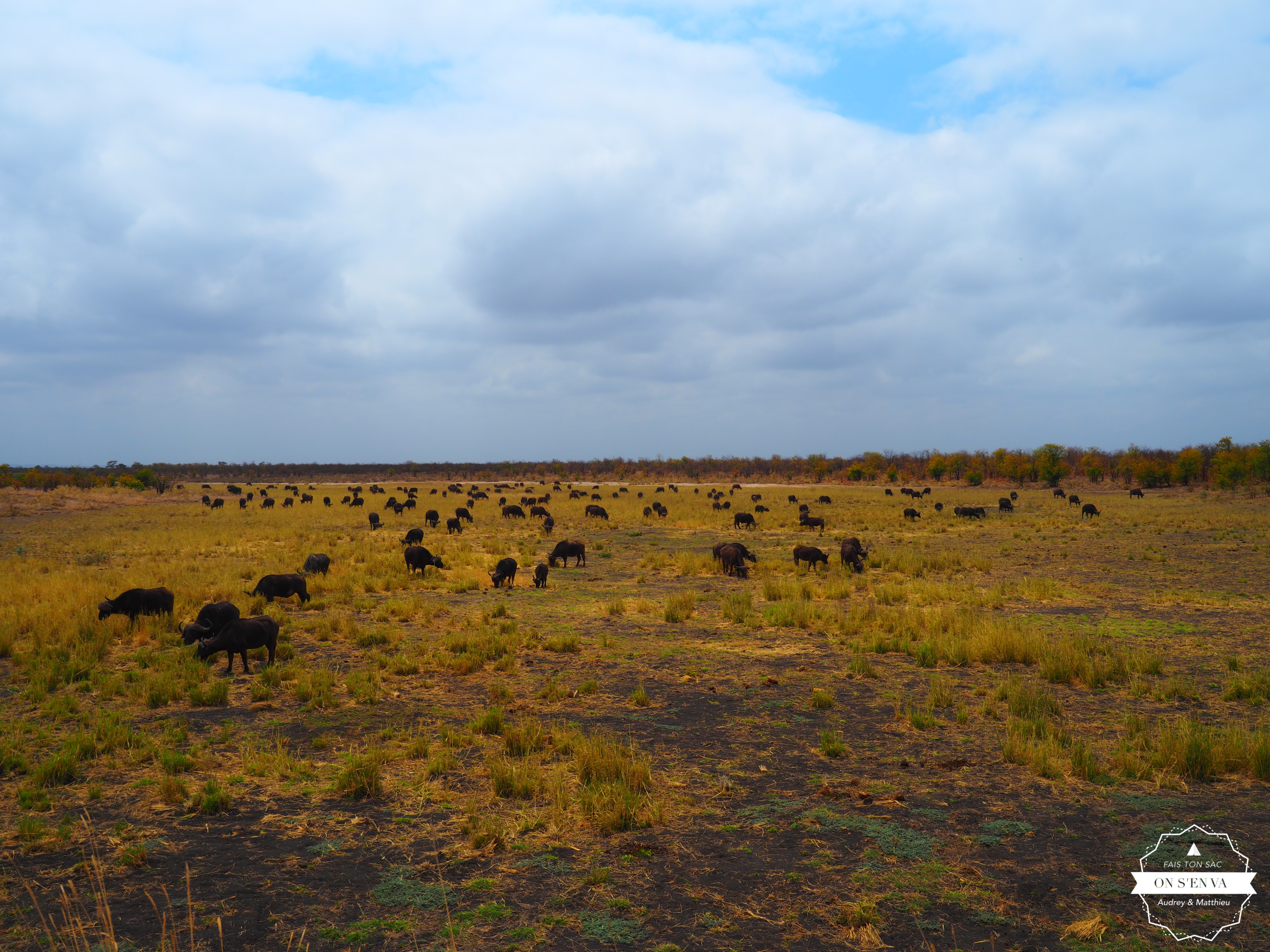 Un troupeau de buffles