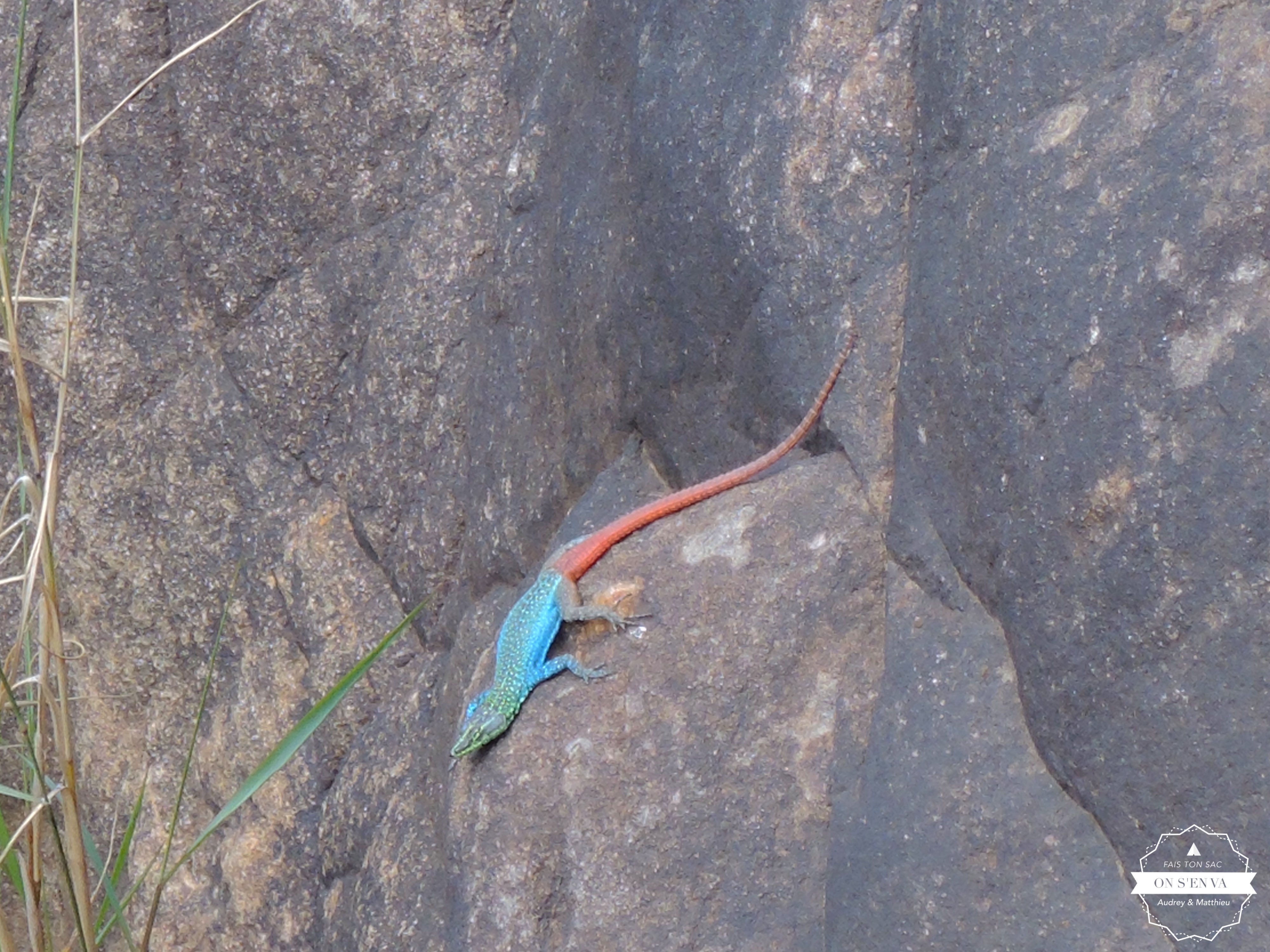 Lézard bicolore