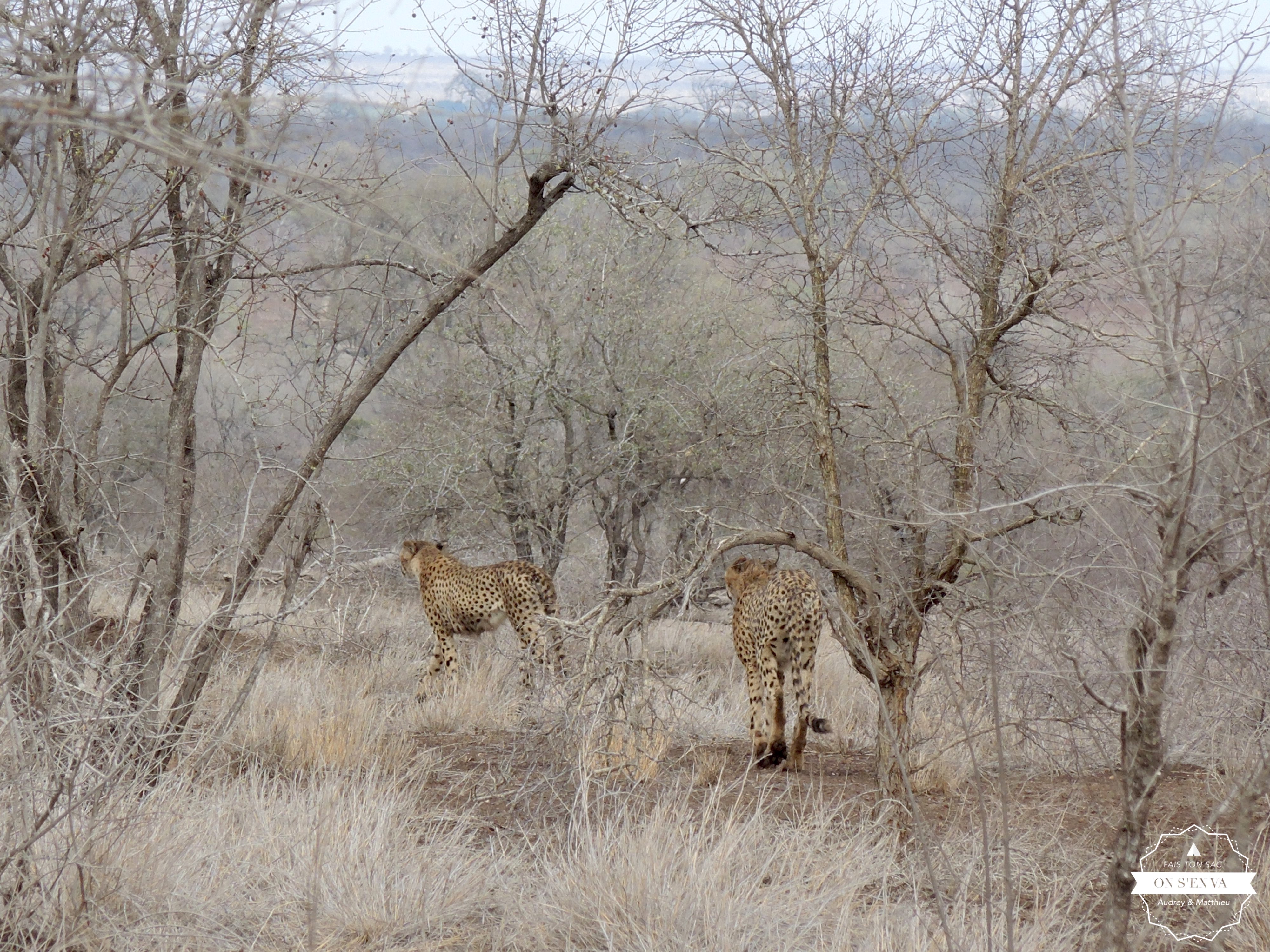 qui disparaissent dans la savane