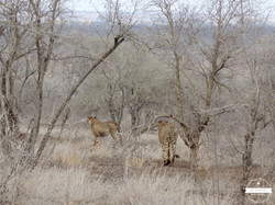 qui disparaissent dans la savane