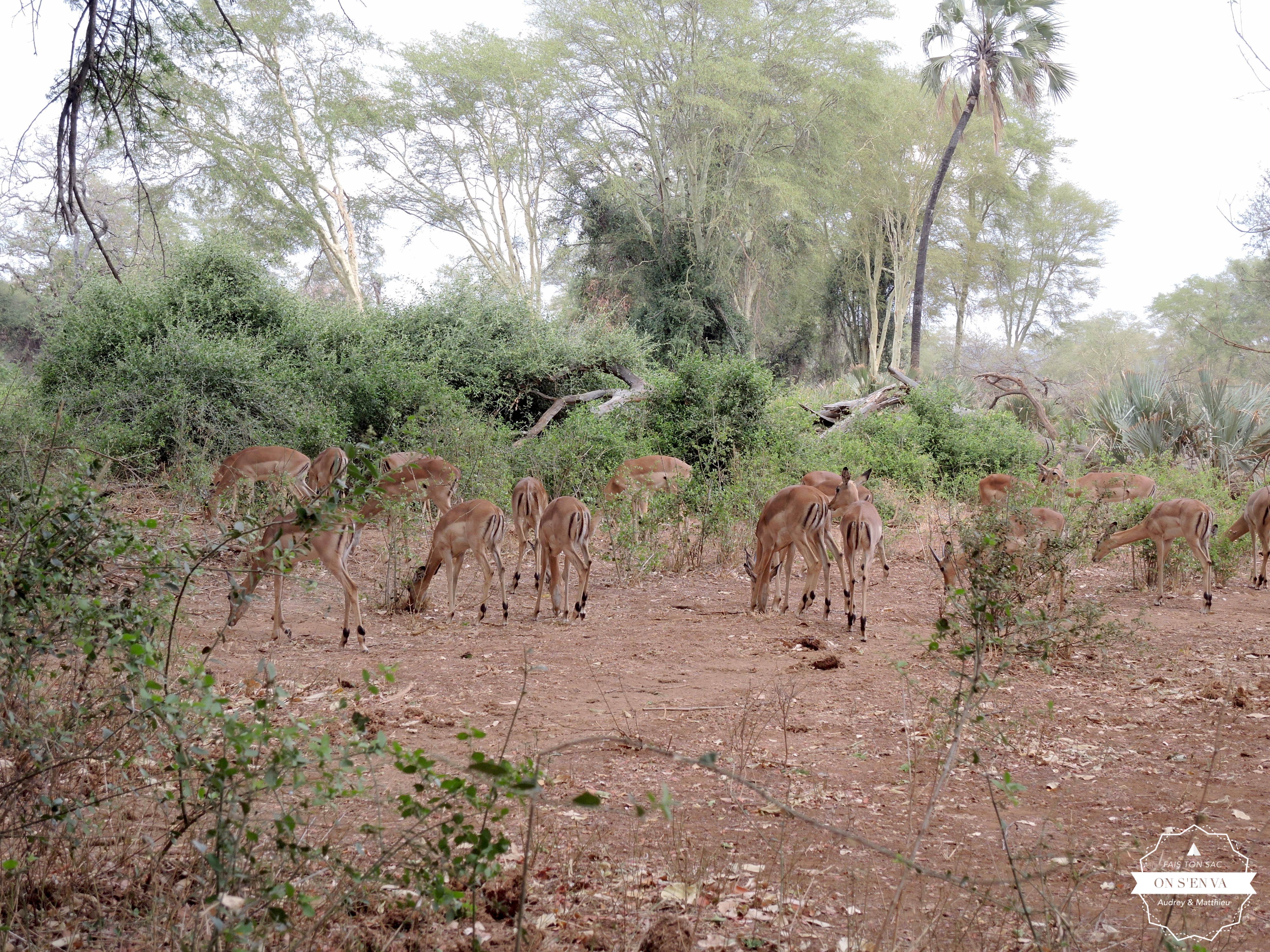 Des antilopes, quelle surprise!