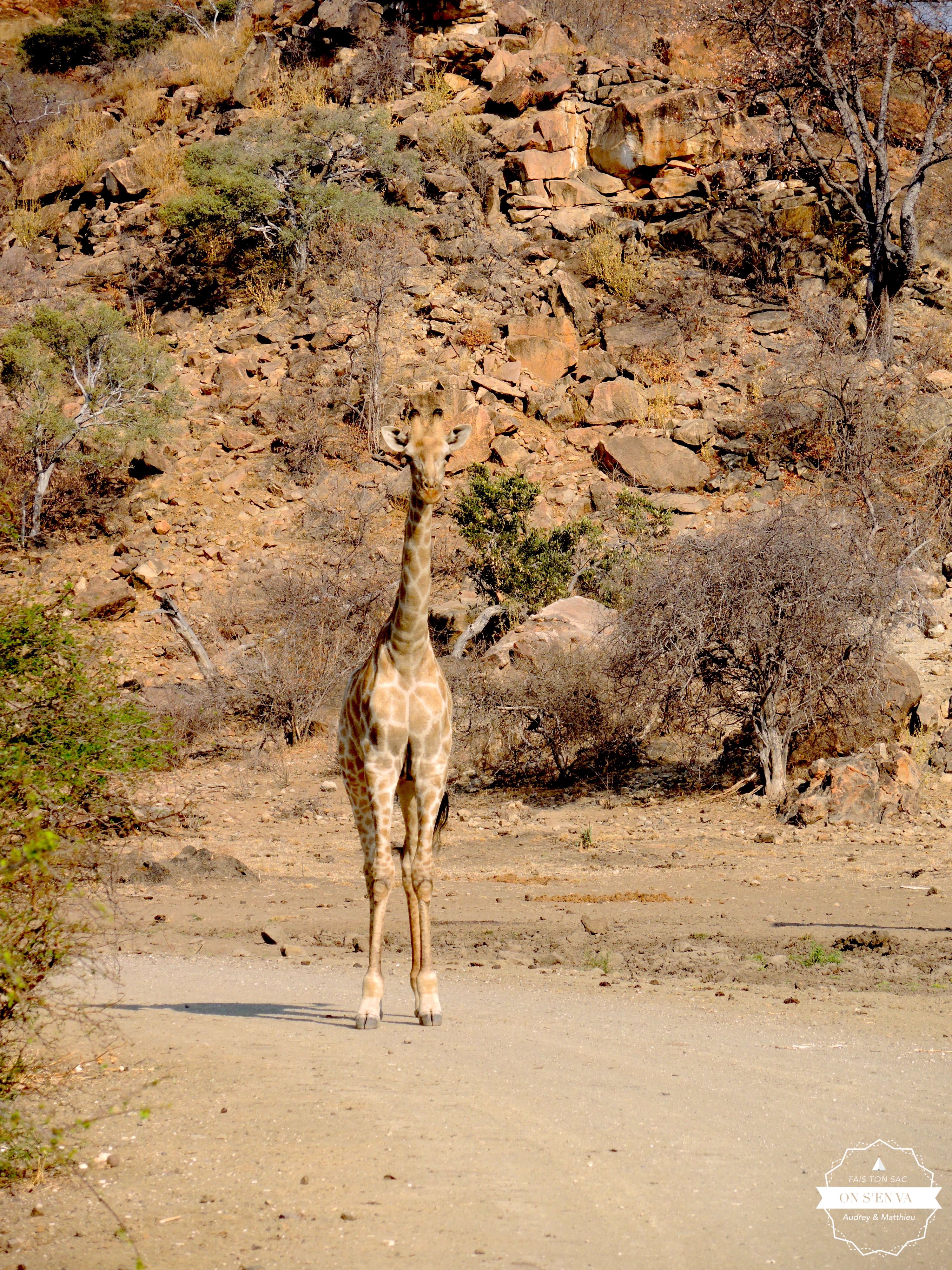 Première girafe...