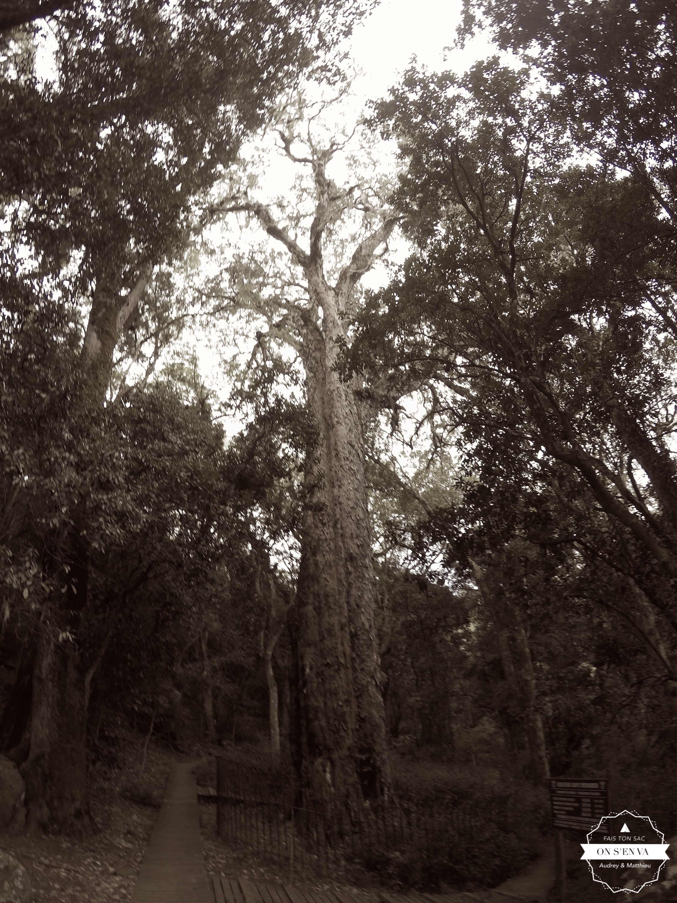 Le Big Tree d'Hogsback