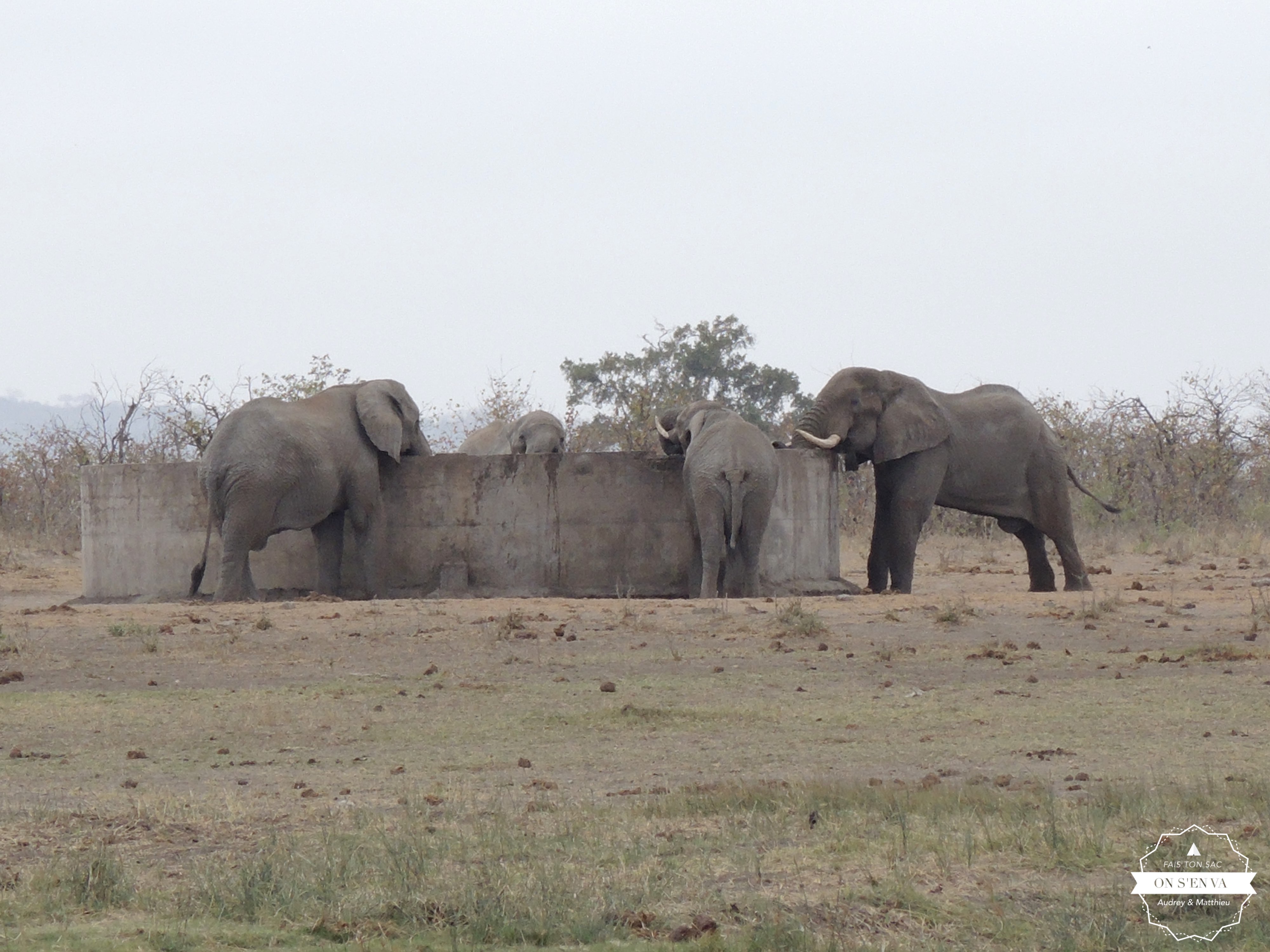 ... les éléphants sont déjà là!