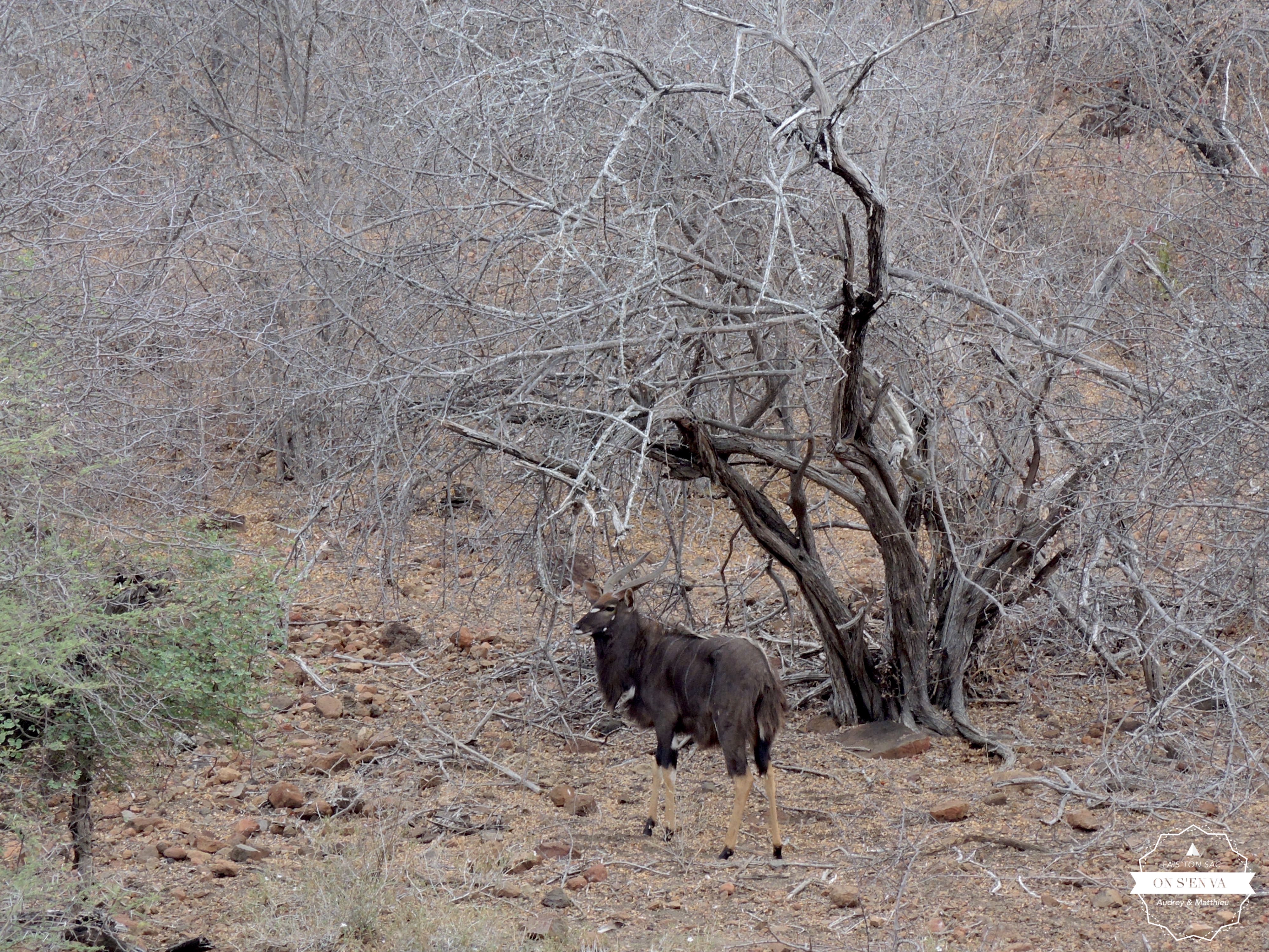 Un nyala
