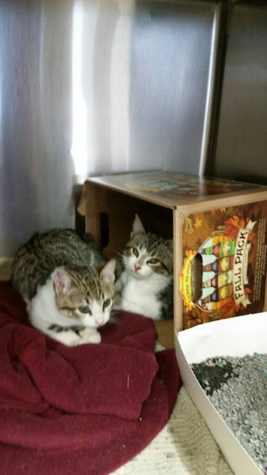 Girl Kittens.jpeg