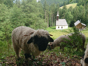 Kirchenfeldsanierung II