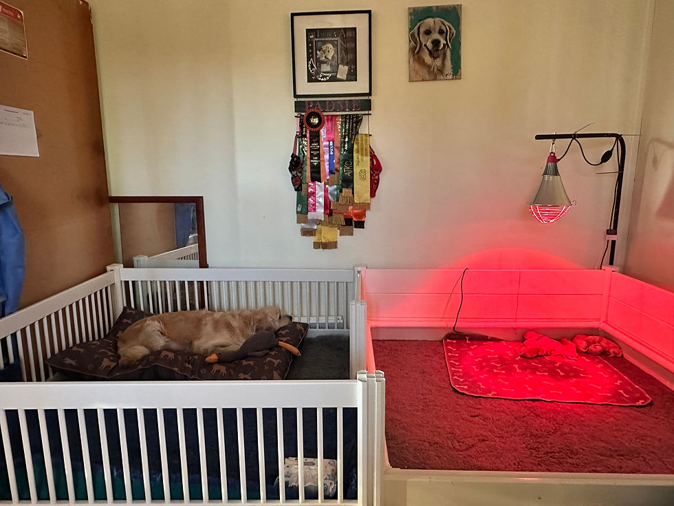 Our Whelping Puppy Room