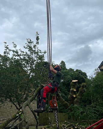 Tree Surgeon Felling Tree