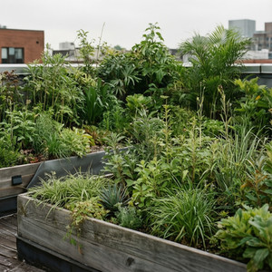 Oasis Urbaine Durable