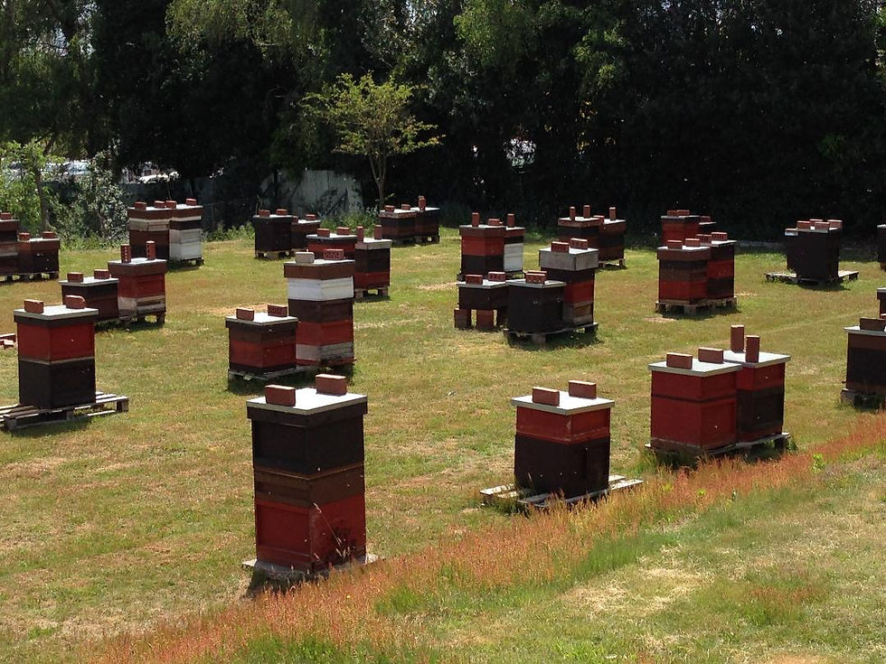 Apiary.jpg