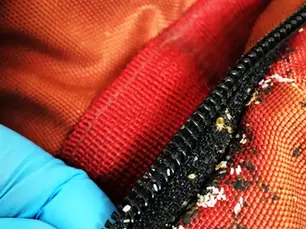 Traitement punaise de lit en Valais