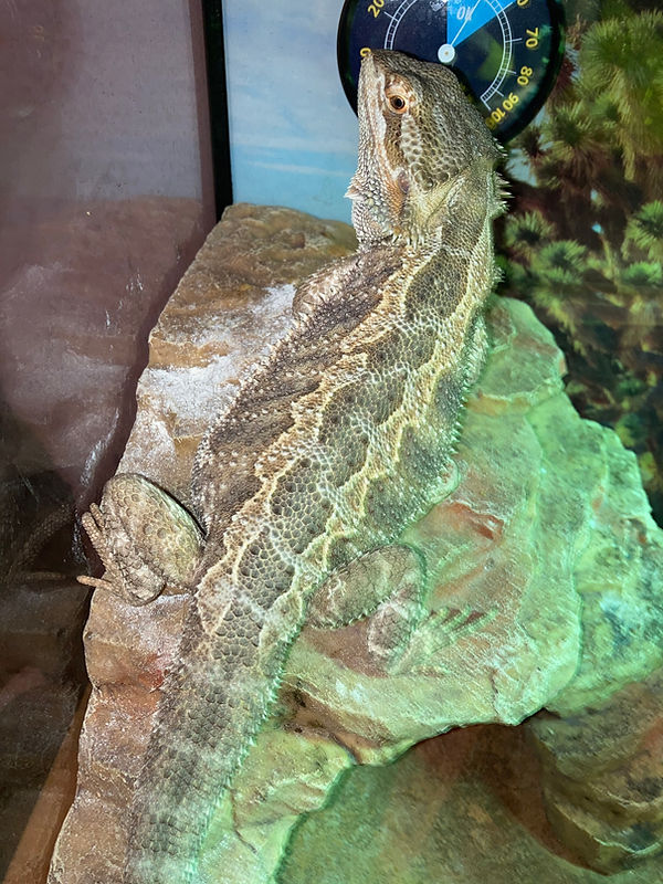 Crystal the Adult Bearded Dragon Pocono Reptile Guy