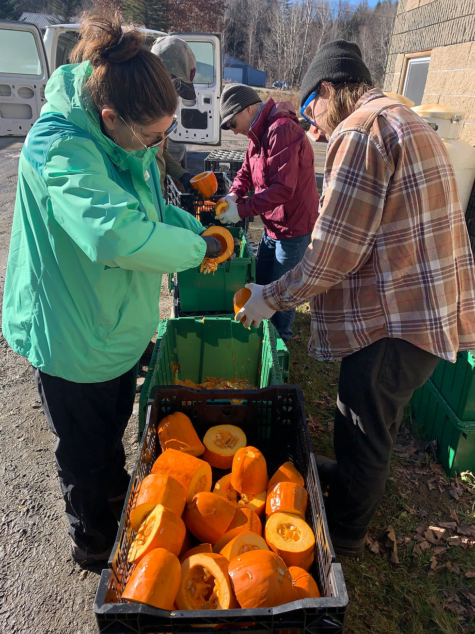 3rd Annual Pumpkin Seed Harvest
