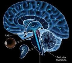 Your Brain