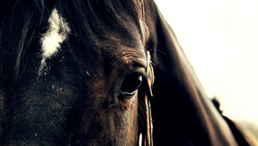 What "Nope" can teach you about finding your niche