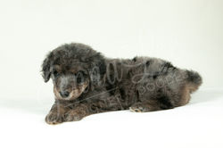 Light Blue Collar Female